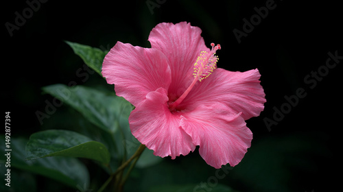 Pink hibiscus in twilight whispers tropical tales, Aloha spirit essence, Summer Solstice bloom, vibrant serenity enfolds photo