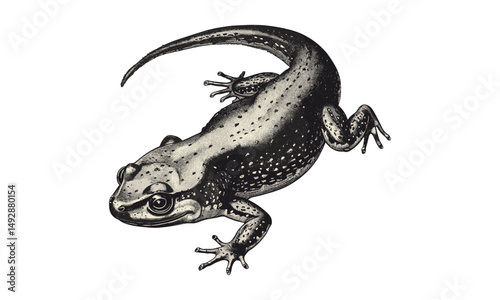 Rustic Wildlife Art Print, Antique Salamander Engraving, Vintage Amphibian Illustration, Hand-drawn Nature Sketch, Monochrome Reptile Etching, Old Engraving Style, Black Ink Drawing