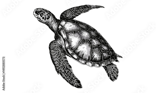 Retro Fauna Drawing, Nautical Animal Print, Antique Engraving of Sea Turtle, Monochrome Marine Life Line Art, Vintage Wildlife Etching, Ocean Sketch, Nature Illustration