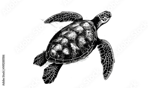 Vintage Wildlife Etching, Monochrome Marine Life Line Art, Detailed Nature Illustration, Antique Engraving of Sea Turtle, Retro Nautical Animal Print, Ocean Fauna Sketch