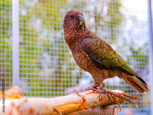 One beautiful Kea parrot on tree looks right in aviary with garden background