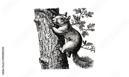 Old Engraving of Squirrel on Tree, Vintage Animal Etching, Forest Line Art, Rustic Fauna Illustration, Retro Style Print, Hand Drawn Monochrome Wildlife Design, Trendy Woodland Art