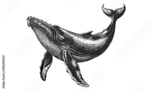 Antique Whale Engraving, Vintage Marine Mammal Illustration, Rustic Fauna Etching, Monochrome Ocean Wildlife Art, Nautical Black Sketch, Detailed Ocean Creature Print