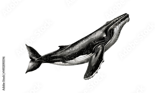Vintage Whale Swimming Engraving, Nautical Ocean Creature Etching, Monochrome Marine Mammal Illustration, Rustic Wildlife Drawing, Antique Fauna Line Art, Trendy Ocean Print