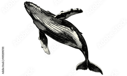 Vintage Whale Swimming Engraving, Black Line Drawing Marine Mammal Art, Monochrome Sea Creature Illustration, Nautical Ocean Fauna, Trendy Antique Style Ocean Wildlife Etching