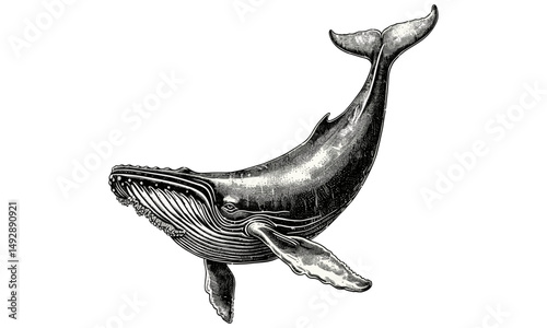 Antique Engraving Whale Swimming, Vintage Ocean Fauna Line Drawing, Nautical Nature Etching, Black Sketch Marine Mammal Art, Sea Creature Illustration, Ocean Wildlife Art