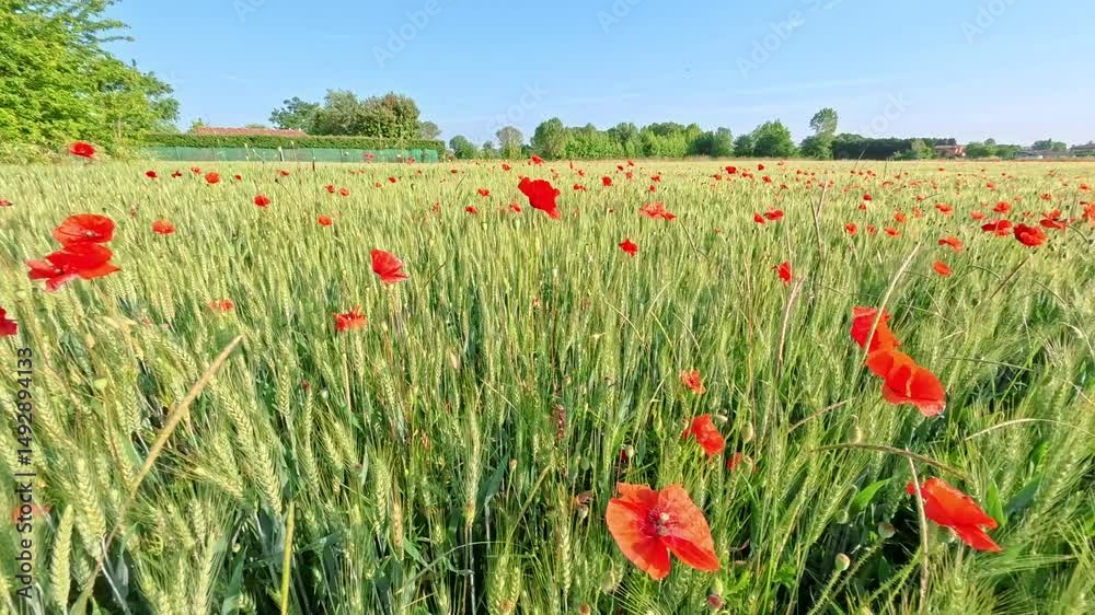 Crescità spontanea di papaveri in un campo agricolo
Crescità spontanea di papaveri in un campo agricolo