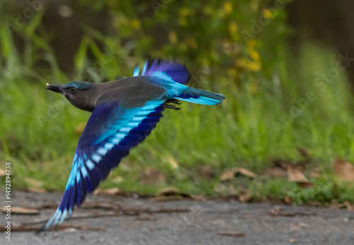 Indian Roller (Coracias benghalensis)