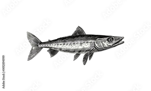 Vintage Fish Etching, Monochrome Ocean Animal Art, Rustic Wildlife Print, Barracuda Swimming Forward, Marine Biology Illustration, Black Sketch, Trendy Marine Life Wall Decor
