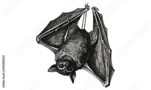 Bat Hanging Upside Down, Vintage Flying Mammal Illustration, Monochrome Animal Art, Hand-drawn Etching Style, Rustic Wildlife Decor, Black Sketch, Nature Design, Trendy Vintage Decor
