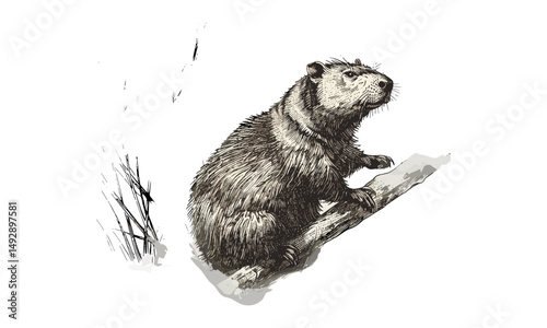 Vintage Animal Etching, Beaver Building Dam Hand-drawn Wildlife Illustration, Rustic Wildlife Art, Black Sketch, Monochrome River Creature Drawing, Nature Scientific Print for Home Decor