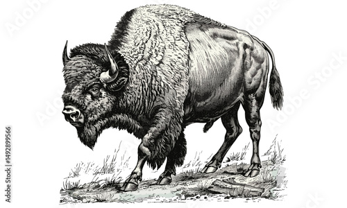 Vintage Wildlife Art, Bison Walking Forward, Antique Engraving, Rustic Animal Decor, Black Sketch Effect, Hand-drawn Illustration, American Plains, Old Engraving Style