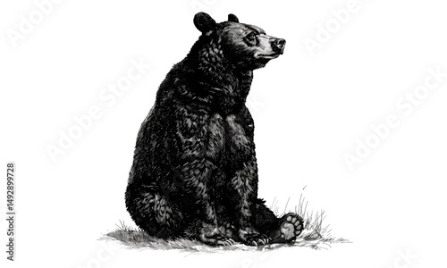 Natural History Style Black Sketch, Vintage Wildlife Illustration, Black Bear Sitting Upright, Rustic Animal Wall Print, hand-etched forest etching, retro animal poster, wildlife wall decor