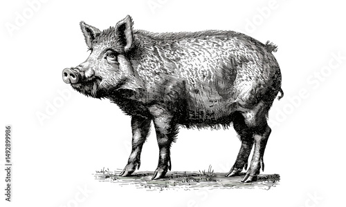 Hand-drawn Boar Sketch, Wild Pig Monochrome Art, Side Profile Safari Animal, Vintage Scientific Engraving, Rustic Wall Decor, forest animal poster, black ink wildlife drawing