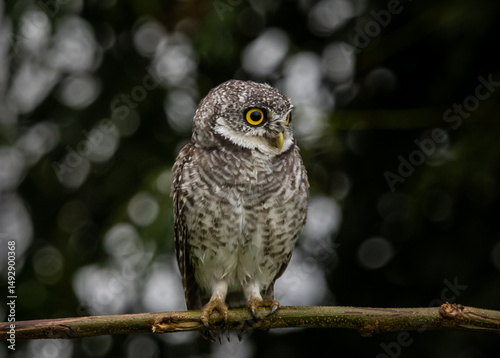 Spotted owlet (Athene brama) on the branch tree Animal portrait.