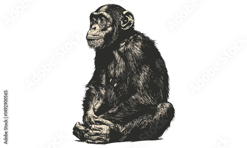 Vintage Bonobo Line Drawing, Hand-drawn Animal Sketch, Monochrome Primate Art, Old Engraving Style, Endangered Species Etching, Wildlife Nature Illustration, jungle monkey art