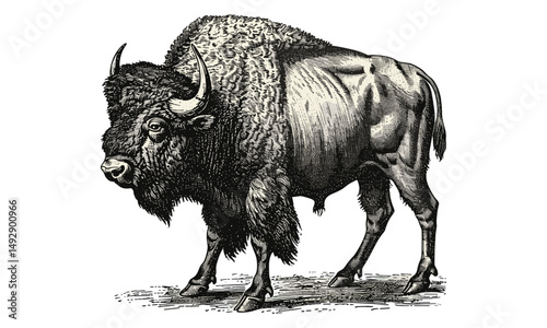 Buffalo Standing Side View, Vintage American Wildlife Drawing, Rustic Animal Wall Art, Hand-drawn Old Engraving Style, Black Sketch Illustration, farmhouse decor, western style