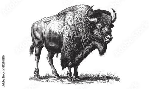 Vintage Buffalo Illustration, Black Sketch in Engraving Style, American Wildlife Drawing, Rustic Wall Art, Hand-drawn Side View, classic western print, antique farmhouse theme