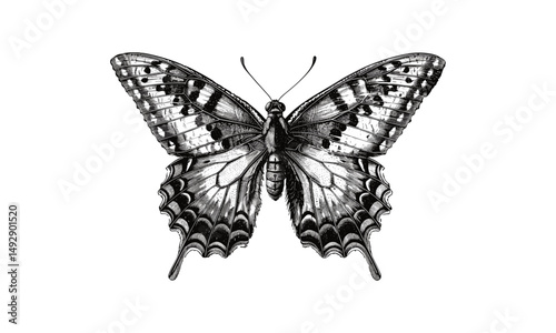 Butterfly in Flight, Hand-drawn Vintage Engraving, Rustic Wildlife Art, Monochrome Nature Illustration, Insect Line Art, Scientific Entomological Drawing, Wall Print Decor, Black Sketch