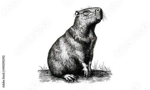 Capybara Sitting Upright, Vintage Rodent Animal Line Art, Antique Wall Print Illustration, Scientific Etching Style, Monochrome Sketch, Wildlife Study Drawing, retro animal art