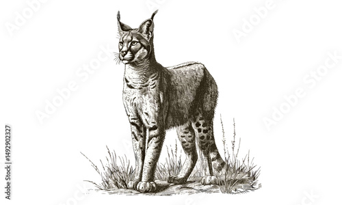 Caracal Standing Tall, Hand-drawn Wild Cat Illustration, Vintage Black Sketch Effect, Old Engraving Style, Rustic Wildlife Art, Antique Animal Print, Nature Wall Decor, safari wall art