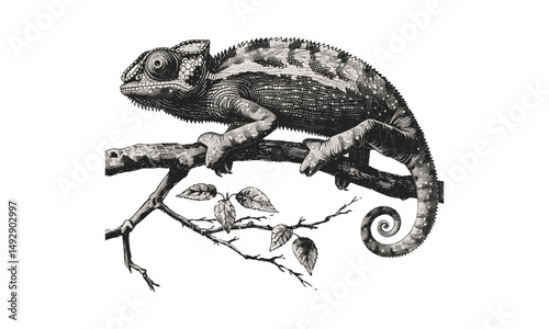 Chameleon Changing Colors, Hand-drawn Reptile Sketch, Vintage Wildlife Etching, Rustic Nature Print, Old Engraving Style, Scientific Drawing, Black Ink Art, Nature Illustration