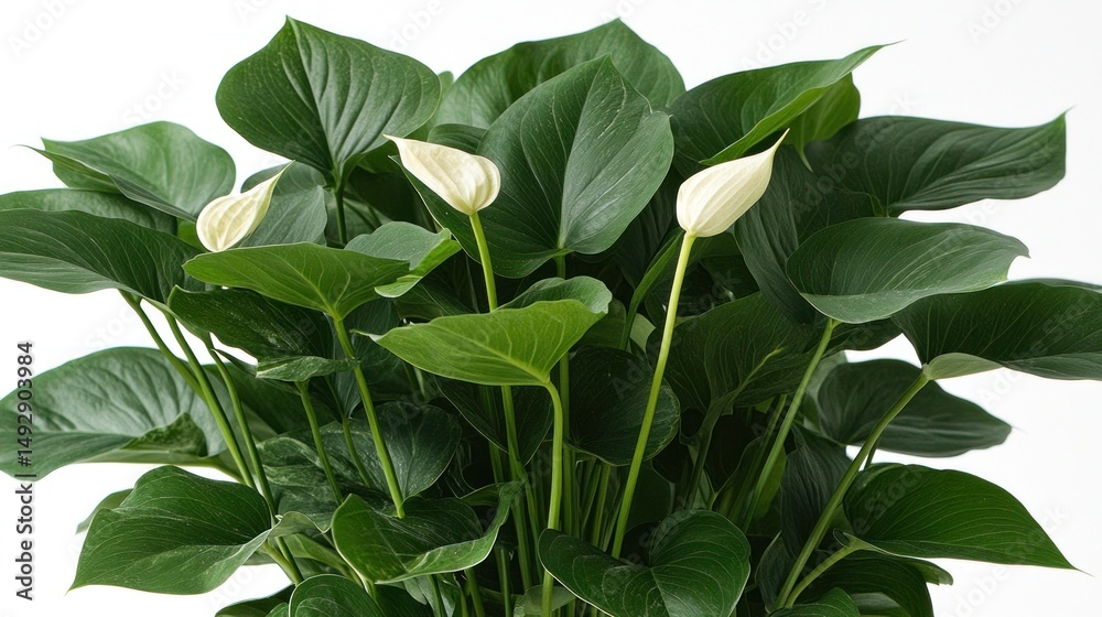 Fototapeta premium Stunning White Anthurium Plant with Lush Green Foliage