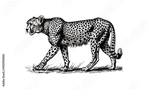 Cheetah Walking Gracefully, Vintage Wild Animal Sketch, Hand-drawn Engraving Style, Safari Wildlife Art, Monochrome Line Drawing, Scientific Etching, Nature Wall Print