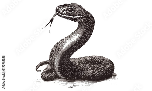 Antique Wildlife Print, Cobra in Hooded Pose, Hand-drawn Black Sketch, Rustic Wall Art, Old Engraving Style, Vintage Snake Art, Retro Reptile Drawing, Trendy Cobra Illustration, Classic Wall Art