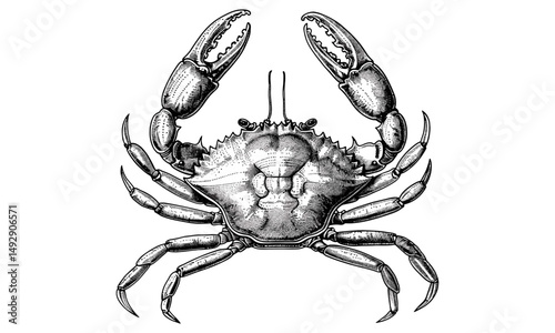 Vintage Marine Wildlife Line Drawing, Crab Walking Sideways, Rustic Beach Decor, Monochrome Animal Sketch, Hand-etched Crustacean Art, Ocean Creature Print, Old Engraving Style