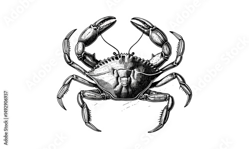 Crab Walking Sideways, Vintage Marine Wildlife Line Drawing, Monochrome Animal Sketch, Hand-etched Crustacean Art, Ocean Creature Print, Rustic Beach Decor, Old Engraving Style