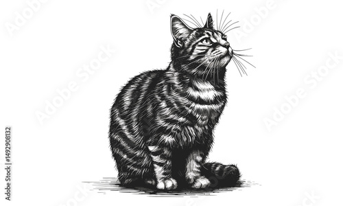 Cat in Vintage Engraving Style, Hand-drawn Pet Art, Black Sketch Effect, Rustic Wildlife Illustration, Cute Animal Drawing, Nature Print, Trendy Home Decor, Rustic wall art, pet sketch