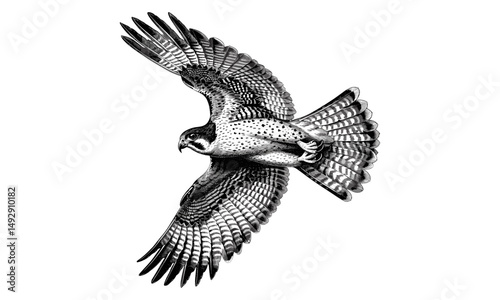 Vintage Animal Drawing, Hand-drawn Bird Line Art, Detailed Engraving of Falcon Flying High, Rustic Wildlife Illustration, Monochrome Ornithological Etching, Black Sketch, Trendy Falcon Art