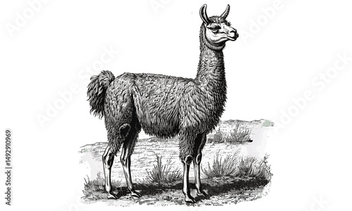 Vintage Llama Etching in Field, Hand-drawn Wildlife Line Art, Monochrome Nature Illustration, Rustic Fauna Engraving, Old Farm Animal Drawing, Black Sketch Artwork, Trendy Rustic Decor