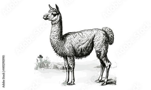 Hand-drawn Wildlife Line Art, Llama Engraving in Field, Monochrome Rustic Fauna Illustration, Vintage Farm Animal Etching, Nature Drawing Black Sketch, Old Engraving Style