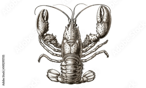 Detailed Vintage Engraving of Lobster on Ocean Floor, Marine Crustacean Line Art, Black Sketch Nautical Animal Drawing, Ocean Life Illustration, Retro Sea Creature Etching, Trendy Engraving