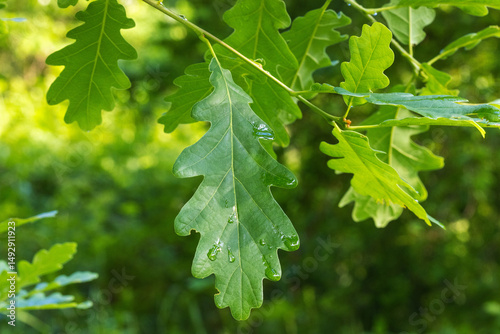 The leaf of Quercus petraea, sessile oak 