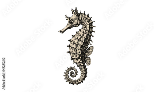 Retro Marine Style Seahorse Engraving, Detailed Vintage Ocean Life Illustration, Antique Etching, Nautical Print Black Sketch, Hand-drawn Sea Creature, Old Engraving, Ocean Art