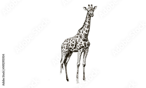 Hand-drawn Giraffe Engraving, Rustic Safari Design, African Animal Illustration, Vintage Wildlife Art, Black Sketch Effect, Old Engraving Style, Savanna Nature Print, Trendy Wildlife Decor
