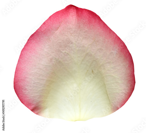 White and reddish Rose Petal isolated on transparent background