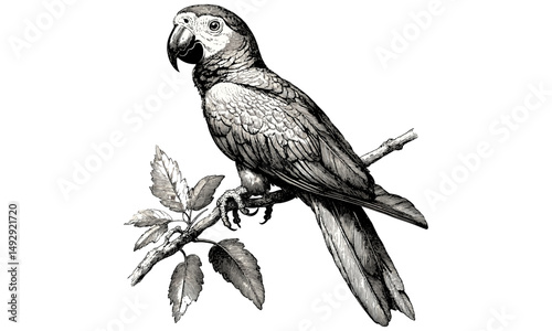Exotic Bird Illustration, Detailed Parrot on Branch, Vintage Wildlife Art, Rustic Jungle Design, Black Sketch Effect, Old Engraving Style, Hand-drawn Engraving, Tropical Animal Print, Trendy