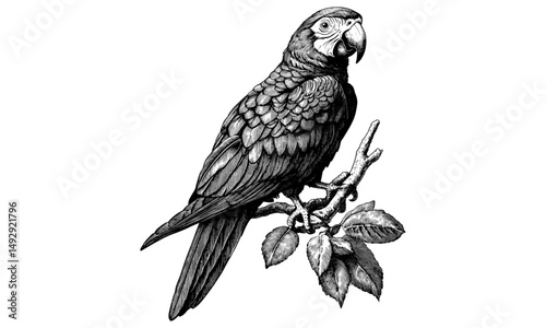 Detailed Parrot Perched on Branch, Rustic Jungle Animal Print, Vintage Bird Design, Hand-drawn Engraving, Black Sketch Effect, Exotic Wildlife Illustration, Old Engraving Style, Trendy Art photo
