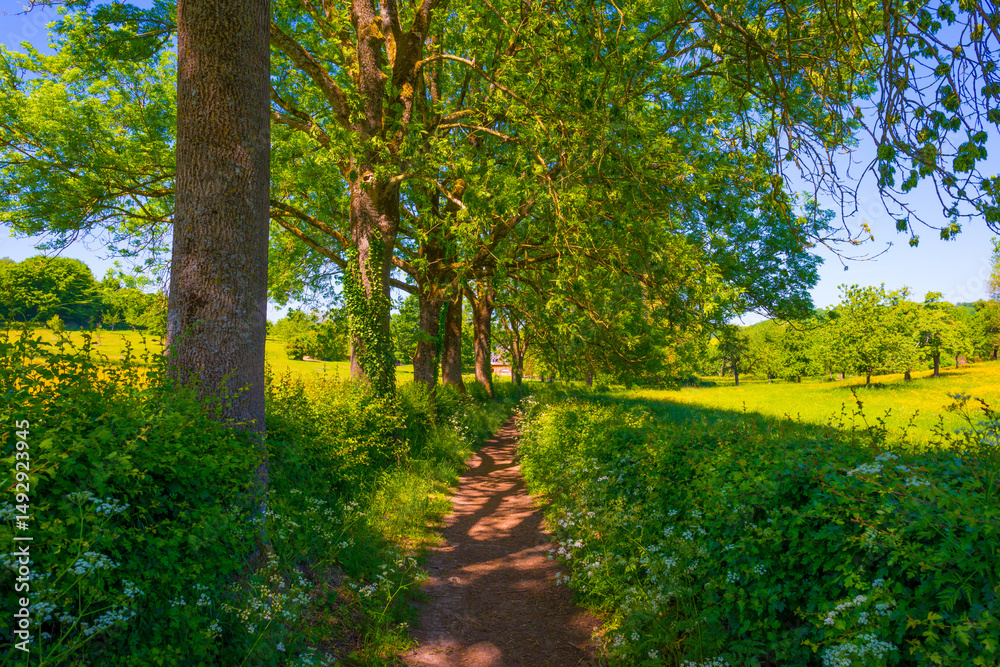 Obraz premium Yellow wildflowers in a green rolling landscape in bright sunlight in springtime, Voeren, Limburg, Flanders, Belgium, May 17, 2025