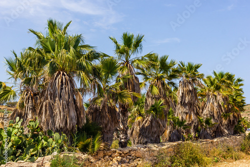 Wallpaper Mural Lush Palm Trees Against a Bright Blue Sky on a Sunny Day Torontodigital.ca