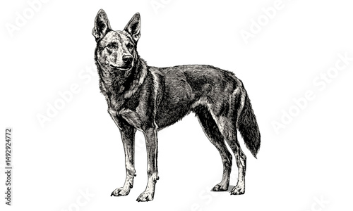 Hand-drawn Illustration of Dingo Standing Alert, Vintage Wild Dog Drawing, Black Sketch Effect, Rustic Wildlife Art, Antique Animal Wall Decor, Old Engraving Style, Black Sketch