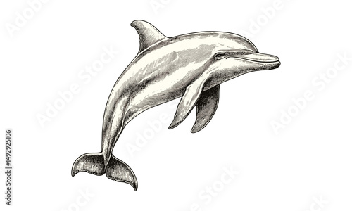 Dolphin Line Art in Vintage Ocean Style, Hand-drawn Aquatic Animal Illustration, Monochrome Etching, Retro Marine Print, Nautical Decor, Sea Life Artwork, Rustic Scientific Sketch