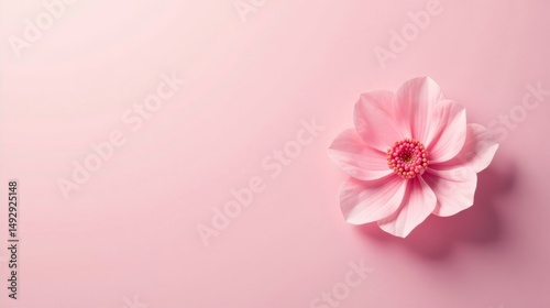Wallpaper Mural A Delicate Pink Blossom on a Soft Pastel Background A Symbol of Serenity and Gentle Beauty Torontodigital.ca