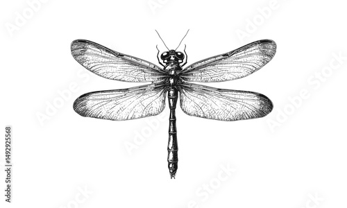 Hand-drawn Dragonfly Sketch, Scientific Insect Print, Vintage Entomology Illustration, Rustic Nature Artwork, Monochrome Engraving, Old Print Style, Trendy Botanical Wall Decor