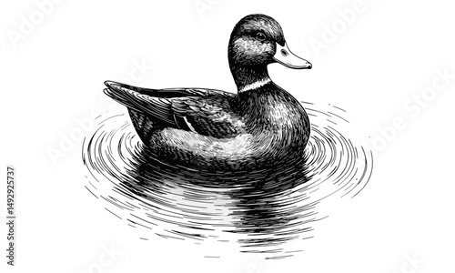 Hand-drawn Vintage Bird Illustration, Duck in Pond, Rustic Nature Wall Art, Monochrome Animal Line Art, Scientific Ornithology Drawing, Rustic Wildlife Print, Black sketch, old engraving style