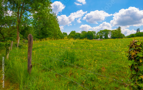 Yellow wildflowers in a green rolling landscape in bright sunlight in springtime, Voeren, Limburg, Flanders, Belgium, May 17, 2025